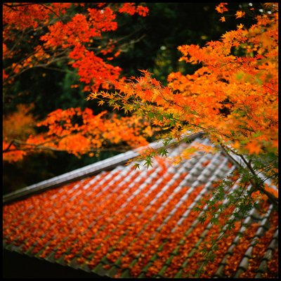 关于秋天的诗句：这20首最唯美-第3张图片