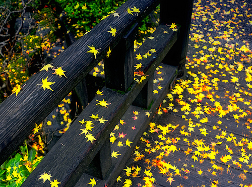 关于秋天的诗句：这20首最唯美-第4张图片